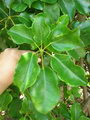 Schefflera Actinophylla